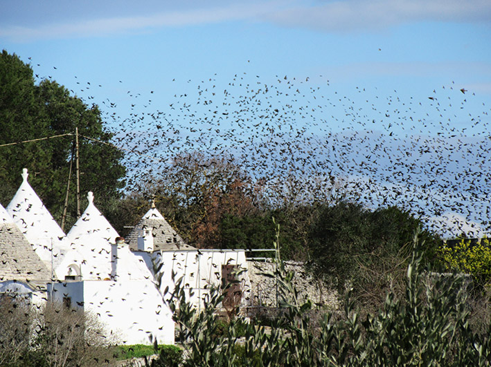 Storni in volo sopra i trulli della Valle d'Itria in un pomeriggio d'autunno