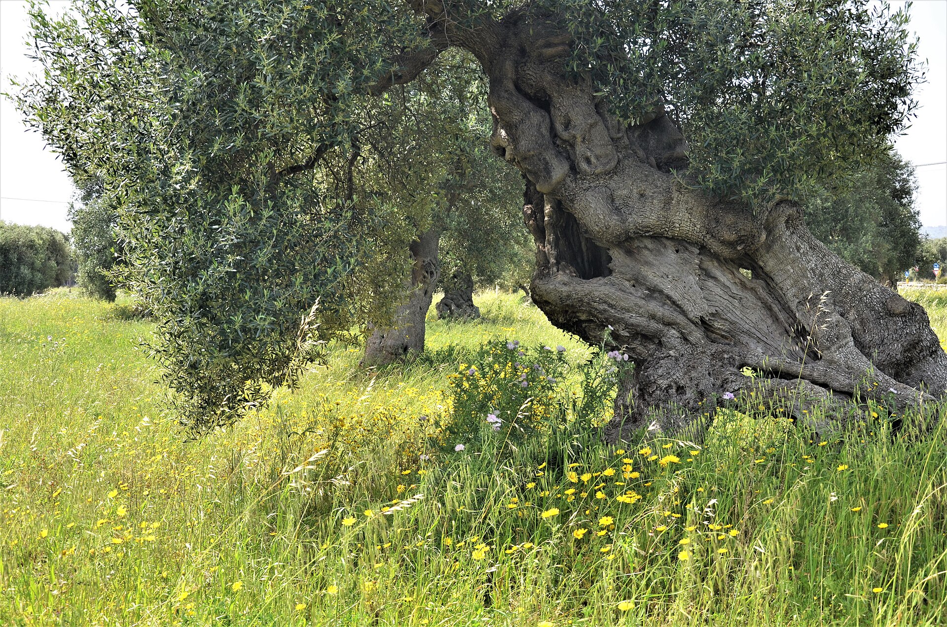 Un ulivo monumentale della campagna pugliese, con il tronco scolpito dal tempo